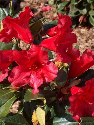 Rhododendron ('Baden Baden' Rhododendron)