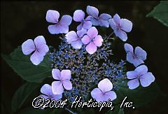 Hydra macrophylla (Blue Wave Lacecap Hydrangea)