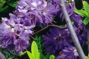 Rhododendron ('Bluette' Dwarf Rhododendron)