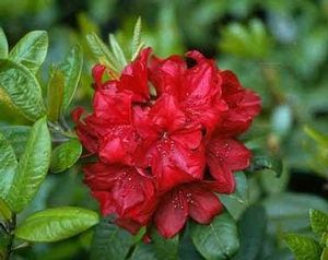 Rhododendron ('Firestorm' Rhododendron)