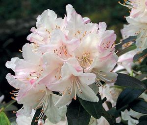 Rhododendron ('Ginny Gee' Dwarf Rhododendron)