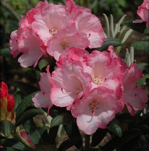 Rhododendron Yakushimanum ('Sunrise' Yak Rhododendron)