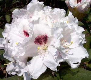 Rhododendron ('Tiana' Rhododendron)