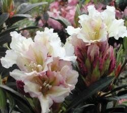 Rhododendron ('Victoria' Rhododendron)