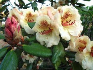 Rhododendron ('Viscy' Rhododendron)