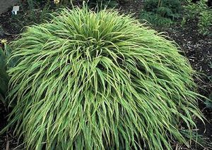 GR Hakonechloa macra ('Albo Striata' Japanese Forest Grass)