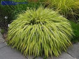 GR Hakonechloa macra ('All Gold' Japanese Forest Grass)