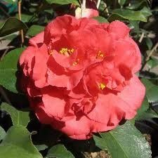 Camellia japonica ('Kramer's Supreme' Camellia)