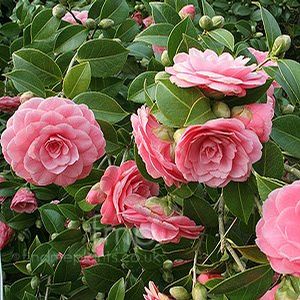 Camellia japonica ('Mrs. Tingley' Japanese Camellia)
