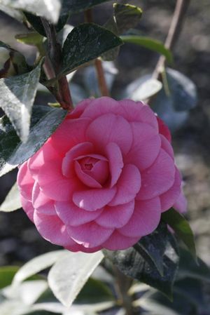 Camellia japonica ('Spellbound' Japanese Camellia)