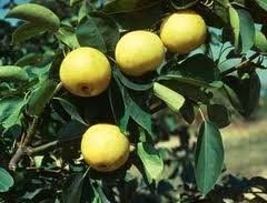 Fruit Pyrus pyrifolia (Shinseiki Asian Pear)