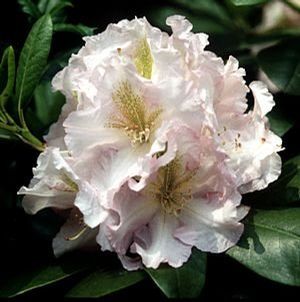 Rhododendron (Janet Blair Rhododendron)