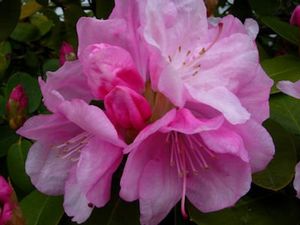 Rhododendron (Royal Pink Hybrid Rhododendron)