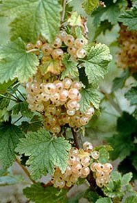 BR Ribes White Imp Sativa (White Imperial Currant)