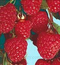 BR Rubus Heritage ideaus (Heritage Red Raspberry)
