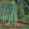 Cedrus Atlantica (Weeping Blue Atlas Cedar)