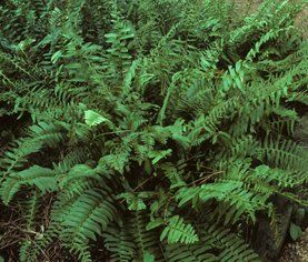 Fern Christmas Polystichum acrostichoides (Christmas Fern)