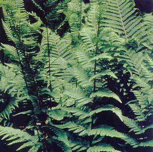 Fern Dixie Wood Dryopteris x australis (Dixie Wood Fern)