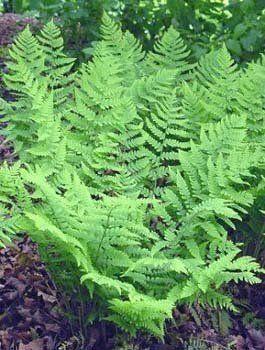 Fern Eastern Wood Dryopteris marginalis (Eastern Wood Fern)