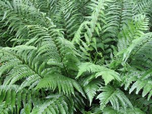 Fern Japanese Wood Dryopteris pycnopteroides (Japanese Wood Fern)