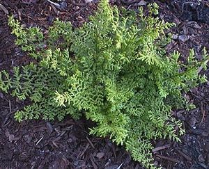 Fern Broad Buckler Dryopteris dilatata (Mountain Wood Fern)