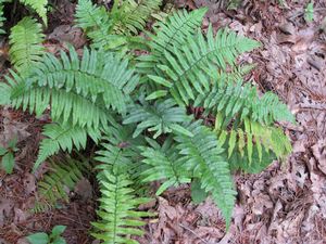 Fern Shaggy Shield Dryopteris cycadina (Shaggy Shield Fern)