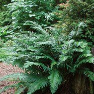 Fern Western Sword Polystichum munitum (Western Sword Fern)