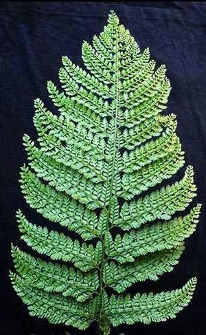 Fern Upside-Down Arachinodes standishii (Upside-Down Fern)