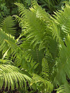 Fern Wood Fern Dryopteris species (Wood Fern)