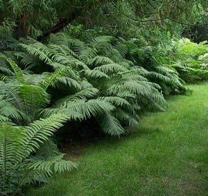 Fern Ostrich Matteuccia struthiopteris (Ostrich Fern)