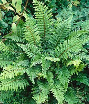 Fern Tassel Polystichum polyblepharum (Tassel Fern)