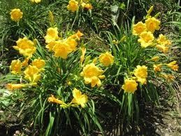 Hemerocallis Daylily (Stella De Oro Daylily)