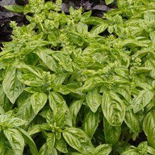 Herb Sweet Basil Genovese (Sweet Basil Herb)