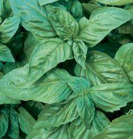 Herb Italian Large Leaf Basil Ocimum basilicum (Italian Large leaf Basil Herb)