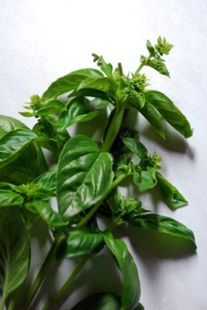 Herb Holy (Sacred) Basil Ocimum tenuiflorum (Holy Sacred Basil Herb)