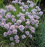 Herb Chives Allium schoenoprasum (Chives Herb)