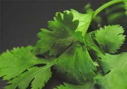 Herb Celantro Coriander Coriandrun sativum (Cilantro Coriander Herb)