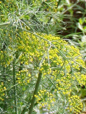 Herb Dill Bouquet (Dill Bouquet Herb)