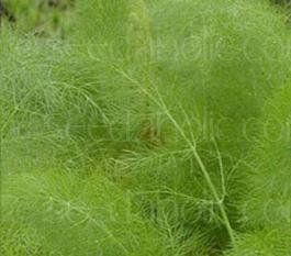 Herb Fennel Green Foeniculum vulgare (Fennel Herb)