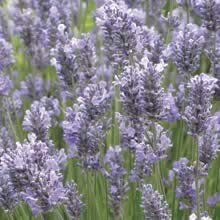 Herb English Lavender Lavandula angustifolia (English Lavender Herb)