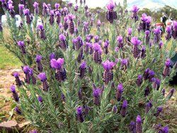 Herb True Lavender Lavandula angustifolia (True Lavender Herb)