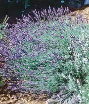 Herb Mustead Lavender Lavandula Angustifolia Munstead (Mustead Lavender Herb)