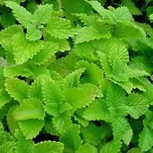 Herb Lemon Balm Melissa officinalis (Lemon Balm Herb)