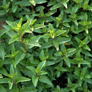 Herb Mint Chocolate Mentha piperita cv (Mint Chocolate Herb)