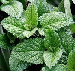 Herb Mint Spearmint Mentha spicata (Mint Spearmint Herb)