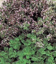 Herb Oregano Origanum heracleoticum (Oregano Herb)