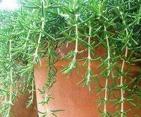 Herb Rosemary Creeping Rosmarinus officinalis 'Prostratus' (Rosemary Creeping Herb)