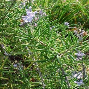 Herb Rosemary Hardy Hill Rosmarinus officinalis 'Hardy Hill'. (Rosemary Hardy Hill Herb)