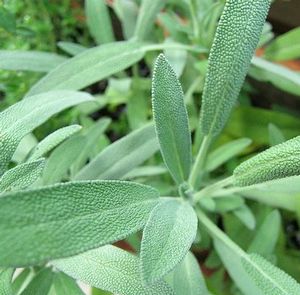 Herb Sage Salvia officinalis (Sage Herb)