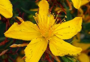 Herb St Johns Wort Hypericum perforatum (St Johns Wort Herb)